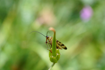 Skorpionsfliege