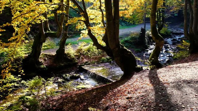 Autumn landscape with forest stream. Fall colors woodland nature background.