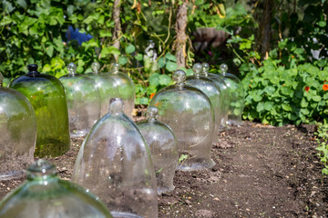 Greenhouse for Plants with Glass Apothecary Jars in a Garden