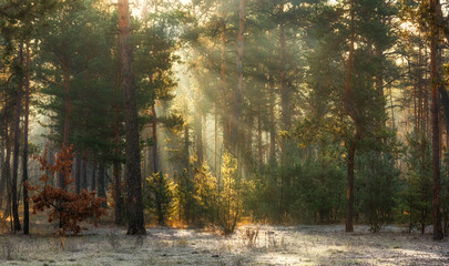 walk in the winter. first snow. coldly.