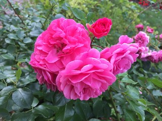 pink rose in the garden