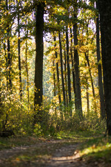 Fototapeta premium Forest. Green trees. Road