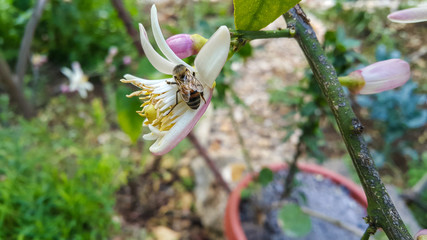 Close-up of honey bee pollinating flower of the  lemon tree..