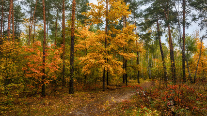 walk in the autumn. walk in the woods. autumn colors. autumn leaves. melancholy.