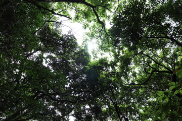 隙間から日差し   自然