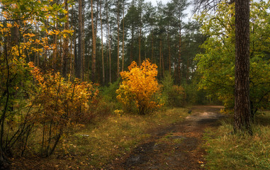 walk in the autumn. walk in the woods. autumn colors. autumn leaves. melancholy.