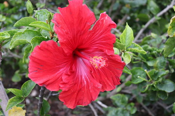 ハイビスカス
