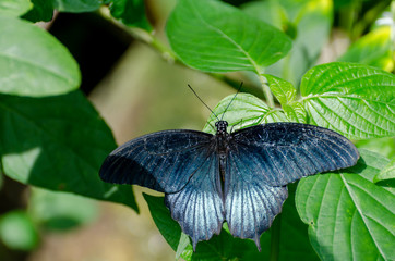 Obraz premium Papilio memnon (Great Mormon) butterfly resting on a flower.