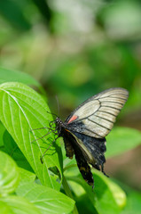 Fototapeta na wymiar Papilio memnon (Great Mormon) butterfly resting on a flower.