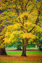 Naklejka premium maple tree fall season