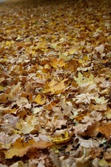 autumn leaves on ground