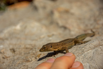 Mallorca, Reisen, Urlaub, Länder, Pflanzen, Abenteuer, Meer, Wasser, Strand, Reisen