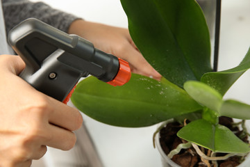 Woman taking care of orchid plant, closeup