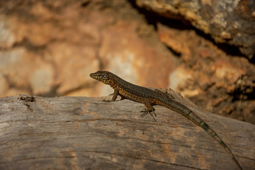 Mallorca, Reisen, Urlaub, Länder, Pflanzen, Abenteuer, Meer, Wasser, Strand, Reisen