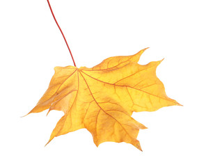 Beautiful autumn leaf on white background. Fall foliage