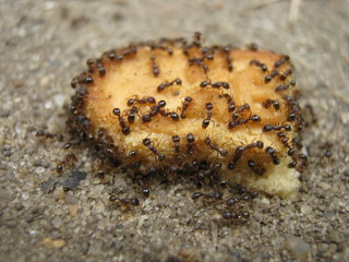 Ants eat
