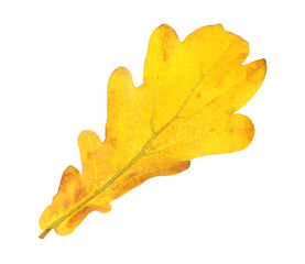 Fototapeta premium Beautiful autumn leaf on white background. Fall foliage