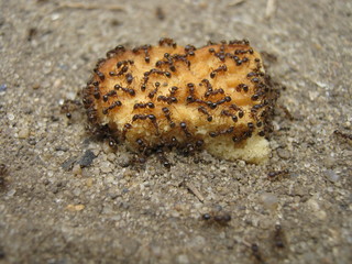 Ants eat