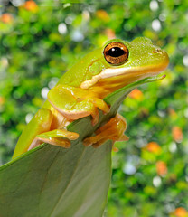 Fototapeta premium Amerikanischer Laubfrosch (Hyla cinerea) - American green tree frog
