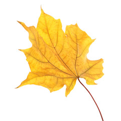 Beautiful autumn leaf on white background. Fall foliage