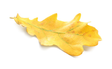 Fototapeta premium Beautiful autumn leaf on white background. Fall foliage