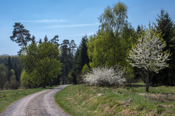 Fototapeta na wymiar Weg im Wald im Frühling
