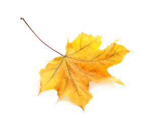 Beautiful autumn leaf on white background. Fall foliage