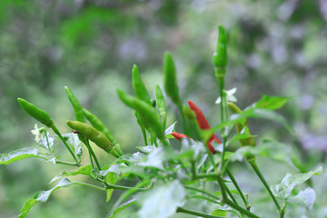 Fototapeta na wymiar Green chilli in organic farm