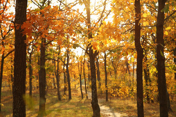 Obraz premium Trees with bright leaves in autumn park