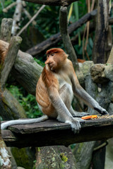 Proboscis monkey