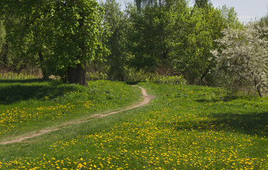 Blossom tree and lawn in park