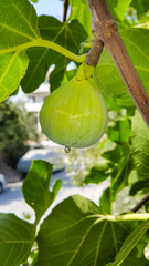 A closeup fig on the branch with a juice drop at the bottom.