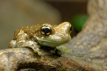 Baumhöhlen-Krötenlaubfrosch