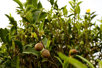 Obraz premium Indian tea garde_12