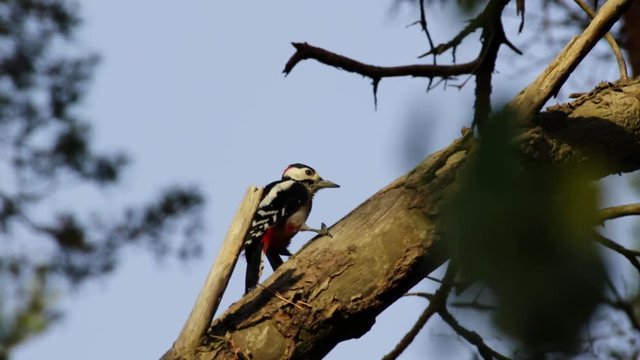 Buntspecht auf Baum auf Futtersuche