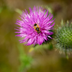 Distelblüte mit Insekt