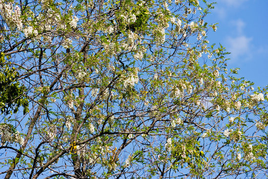 Branches of a blossoming white acacia on a sky background
