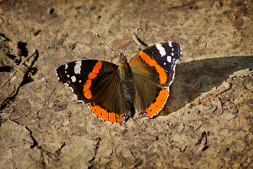 Fototapeta na wymiar .Admiral butterfly close-up sitting on the ground