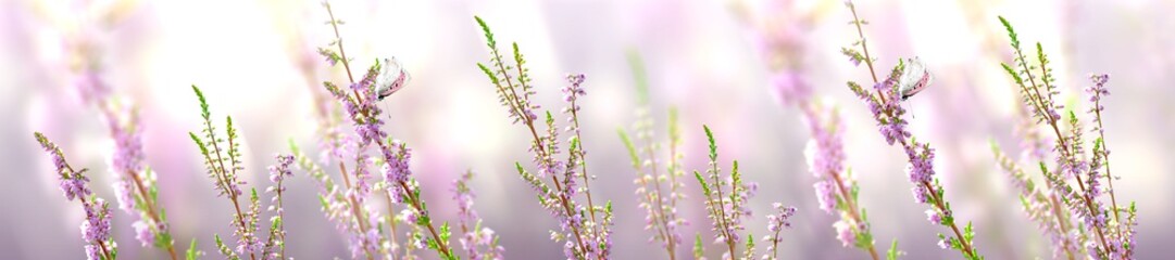Fototapeta Horizontal banner with lavender flower and butterfly obraz