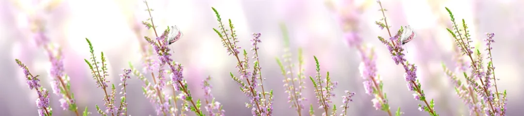 Rolgordijnen Horizontale banner met lavendelbloem en vlinder © Ganna Chabanenko