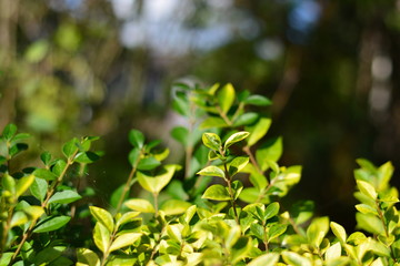 Fototapeta na wymiar A close up of small leaves on a bush