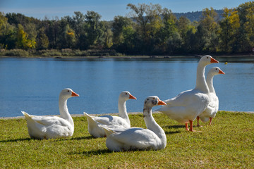 Un gruppo di cigni sulle sponde del lago maggiore