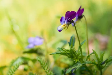 Photo sur Plexiglas Pansies Wild pansy, violette des champs (Viola tricolor), Lüneburg Heath, Basse-Saxe, Allemagne, Europe
