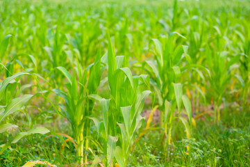 The row of corn field green nature  in the farmland.