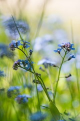 Blühendes Vergissmeinnicht (Myosotis sp.), Niedersachsen, Deutschland, Europa