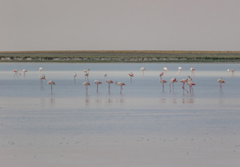 Konya, Turkey - halfaway between Konya and Ankara is located the Tuz Gulu, one of the main salt lakes in Europe, and a gathering spot for a rich wildlife