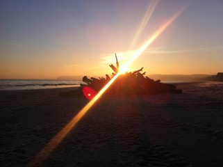 Strandgut im Sonnenuntergang