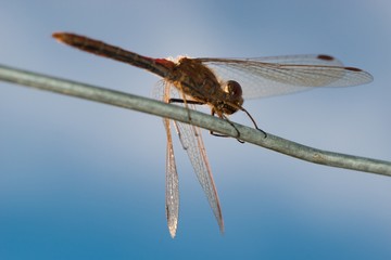 Gemeine Heidelibelle (Sympetrum vulgatum), von unten,  Hasenburger Bach, Lüneburger Heide, Niedersachsen, Deutschland, Europa
