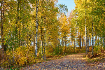 Path in autumn forest with a blue sky and lake on a background.     