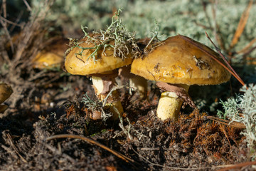 Wild mushrooms in forest